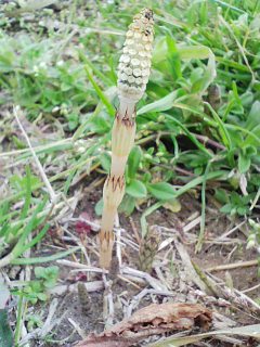 2月下旬からつくしを見かけるようになりました。