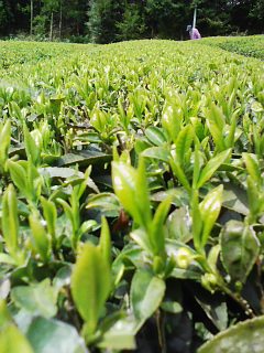 茶畑全体にうっすらと黄緑色のベールがかかりました。