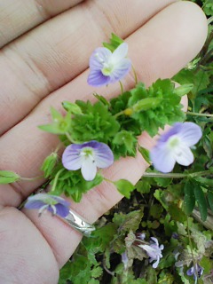 ちいさい頃から好きな、春を感じる野の花です。