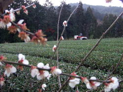 化粧ならしをしている父が奥に写っています。
