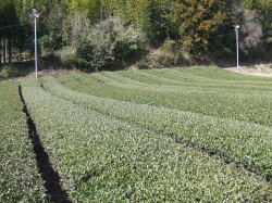 広畑の茶畑。