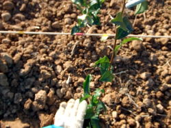 �Ԃ���ɍ��킹�ē��A���B