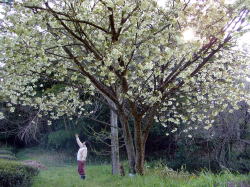 満開の桜の木と母。