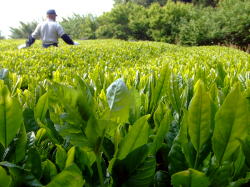 茶畑の上の草取りに歩いています。
