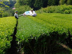 二人用茶摘機は、3人体制。